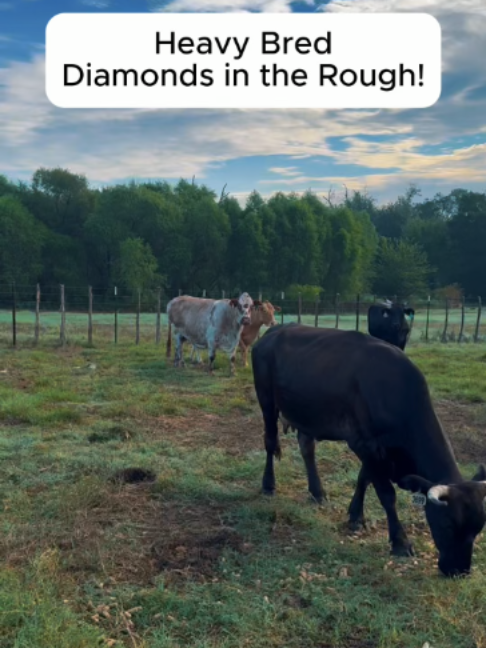 @Rutherford Land and Cattle