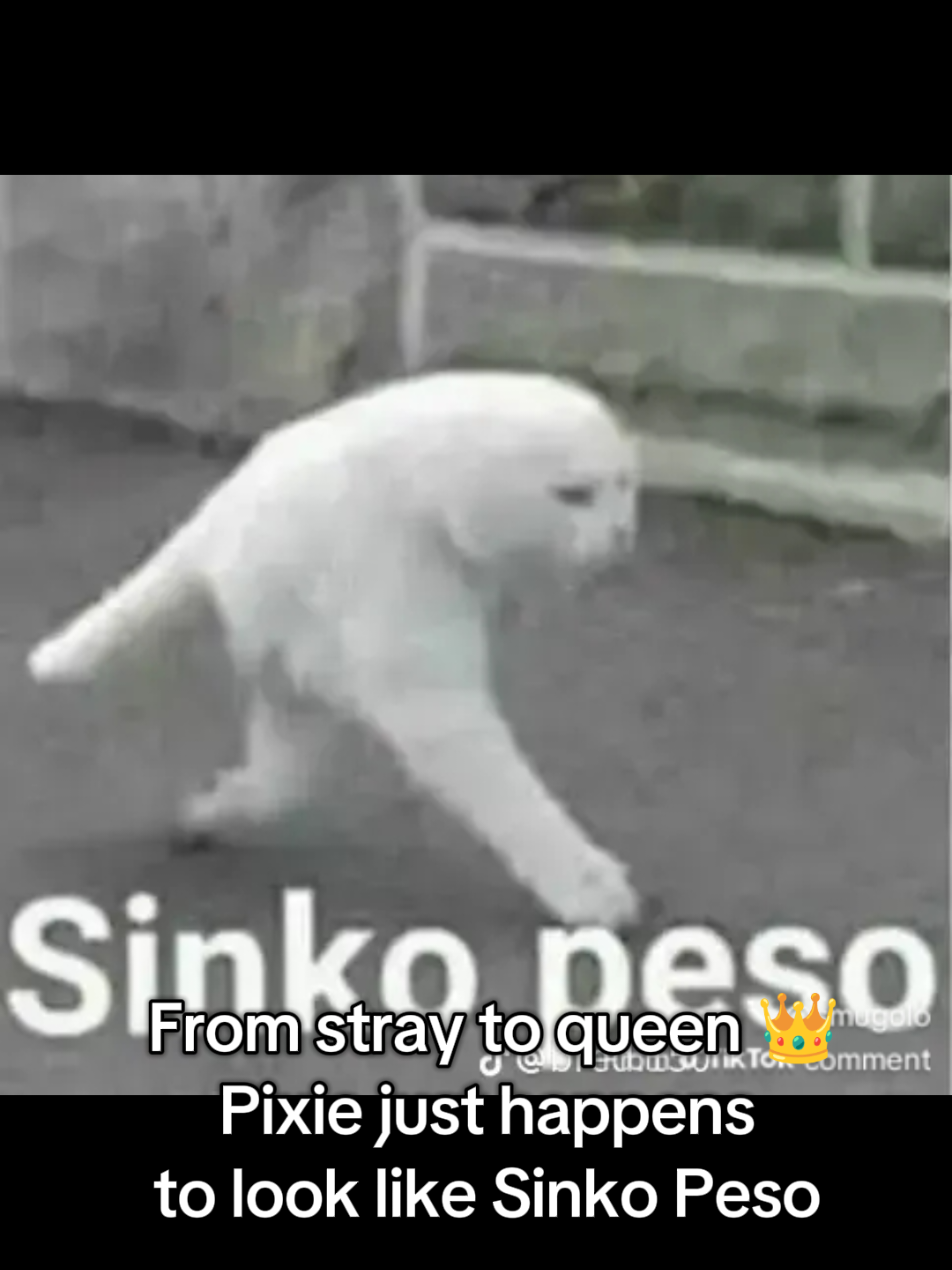 @Fluffy and Pixie
