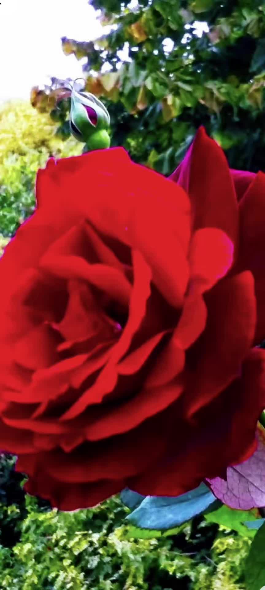 @Vivian De La Rosa