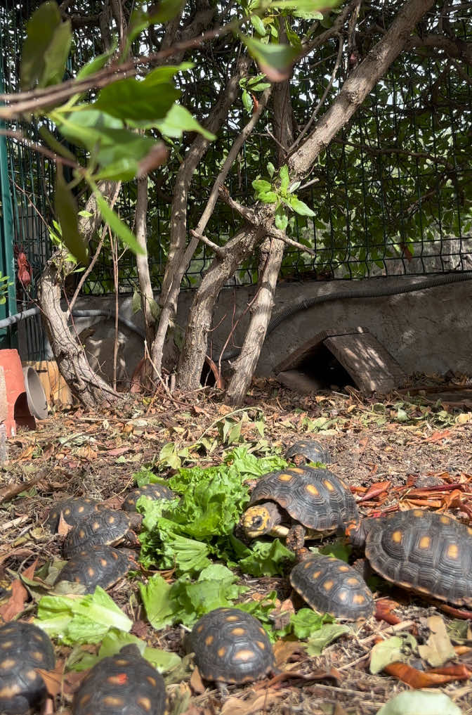 @tortoises sxm🐢