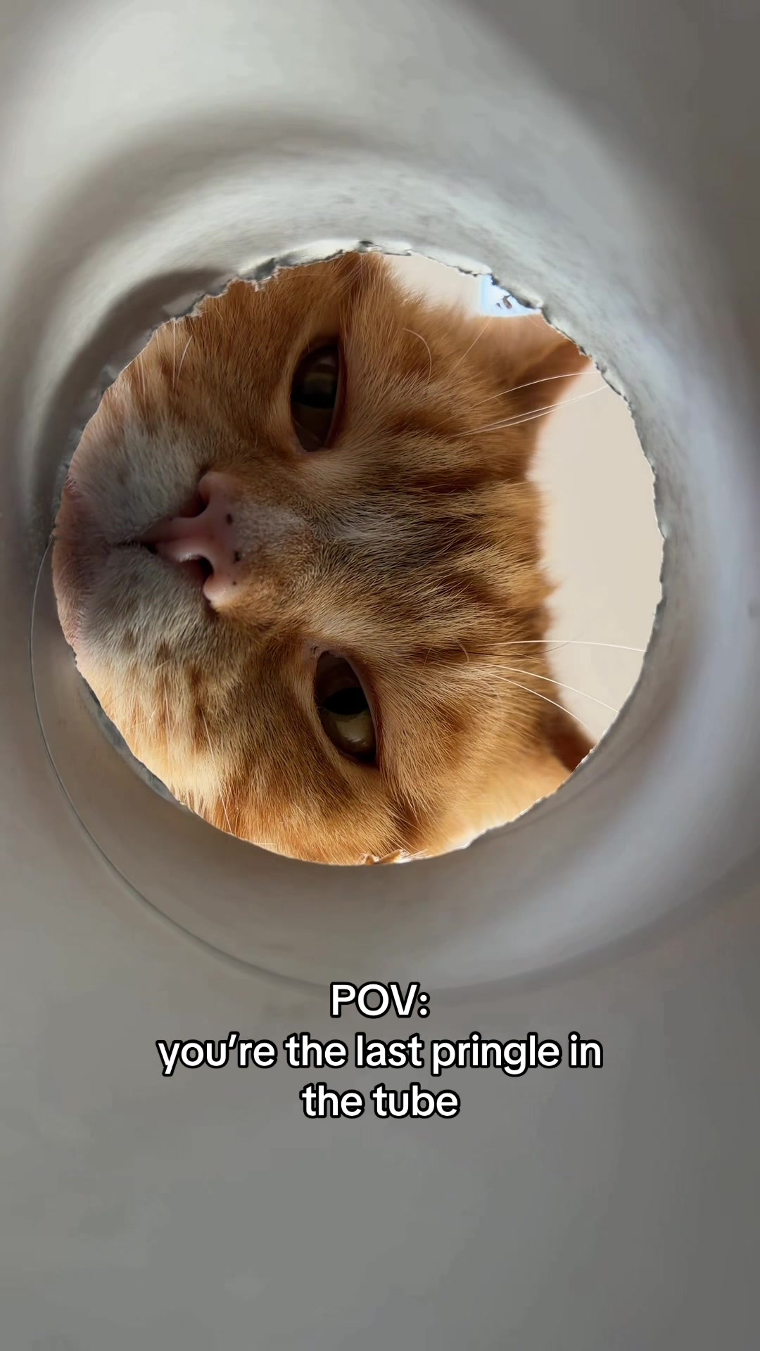 @lola_and_popps