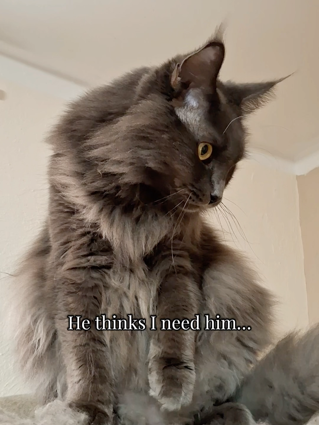 @Manny der Strizzikater