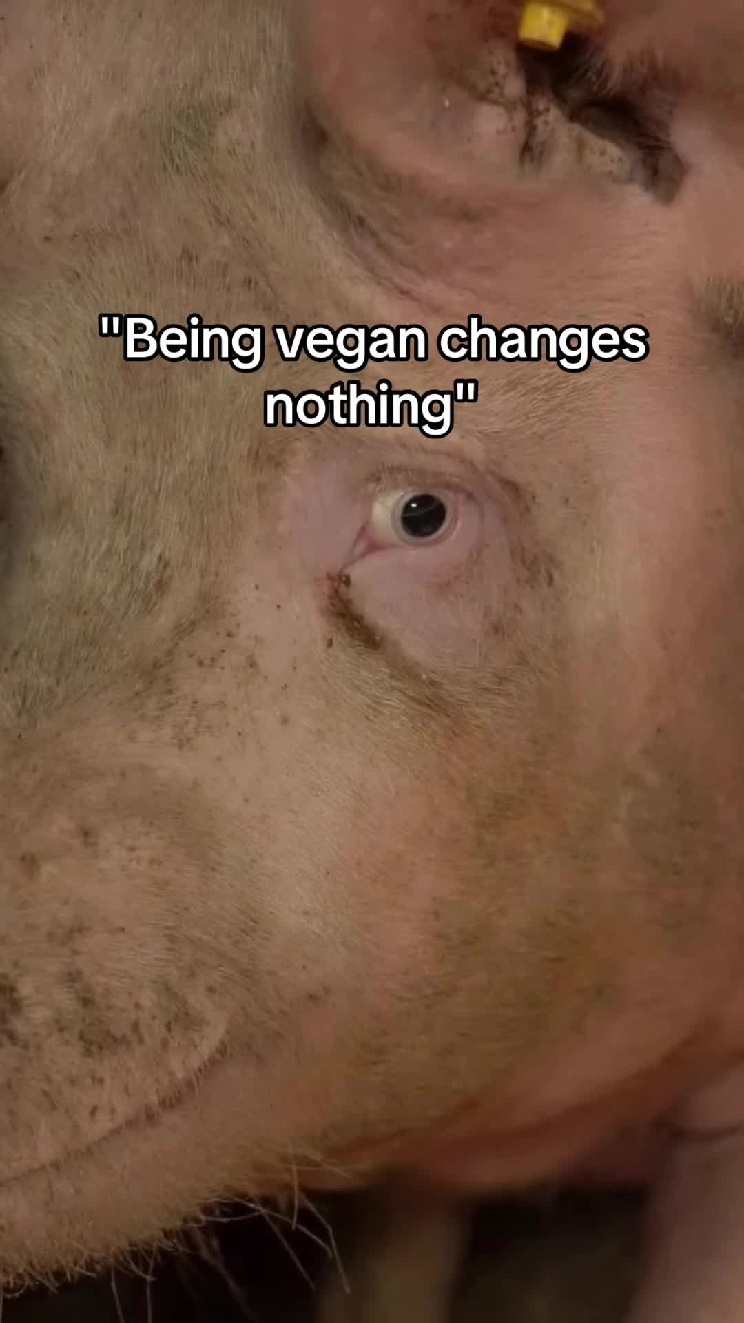 @Meat Sucks