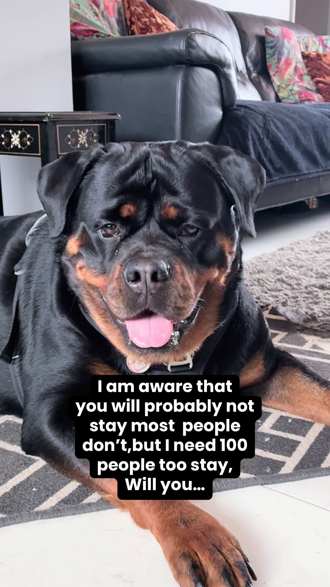 @❤️Rottiexena❤️Rottweiler Dog