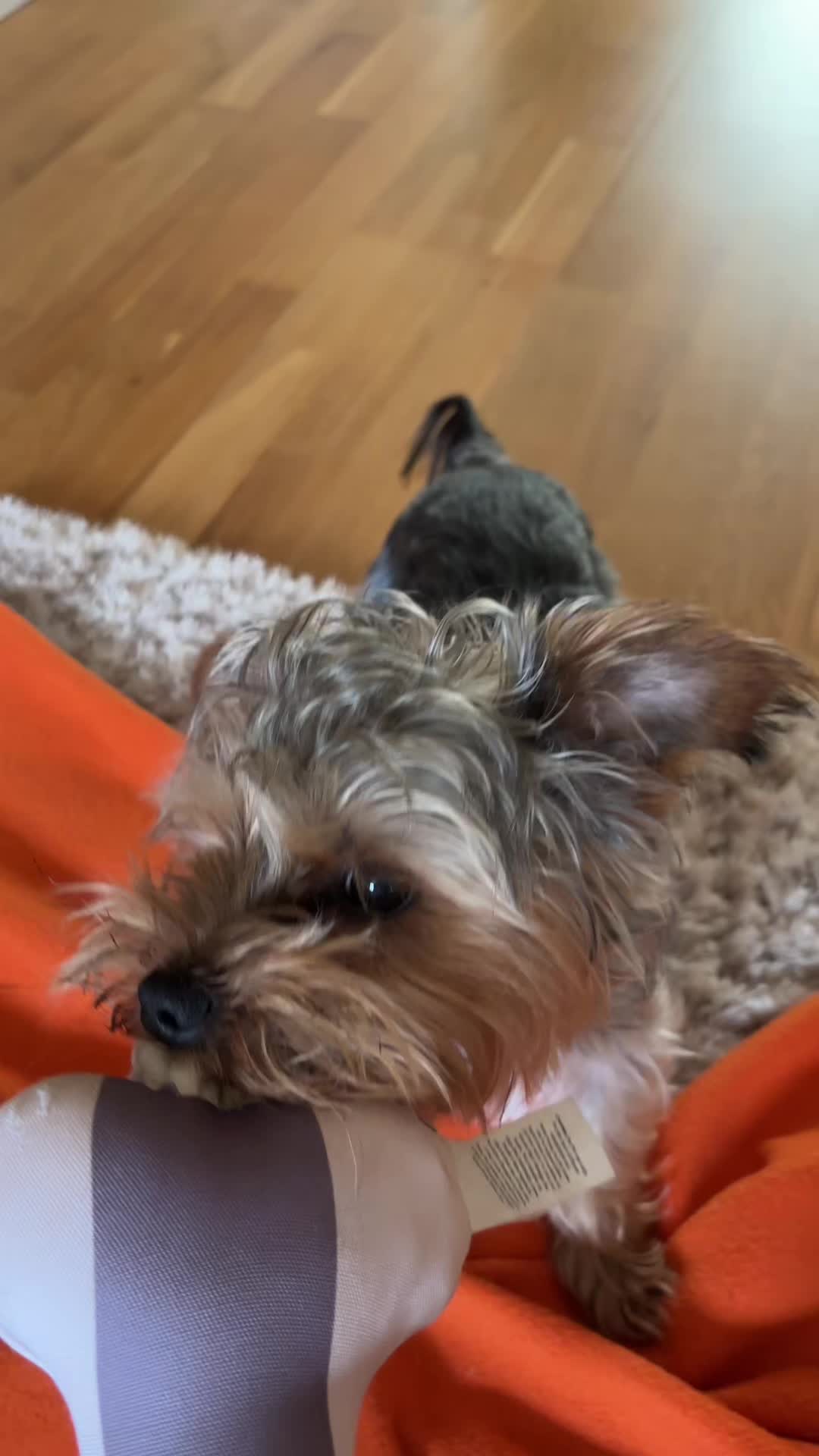 @Benjie the Yorkie