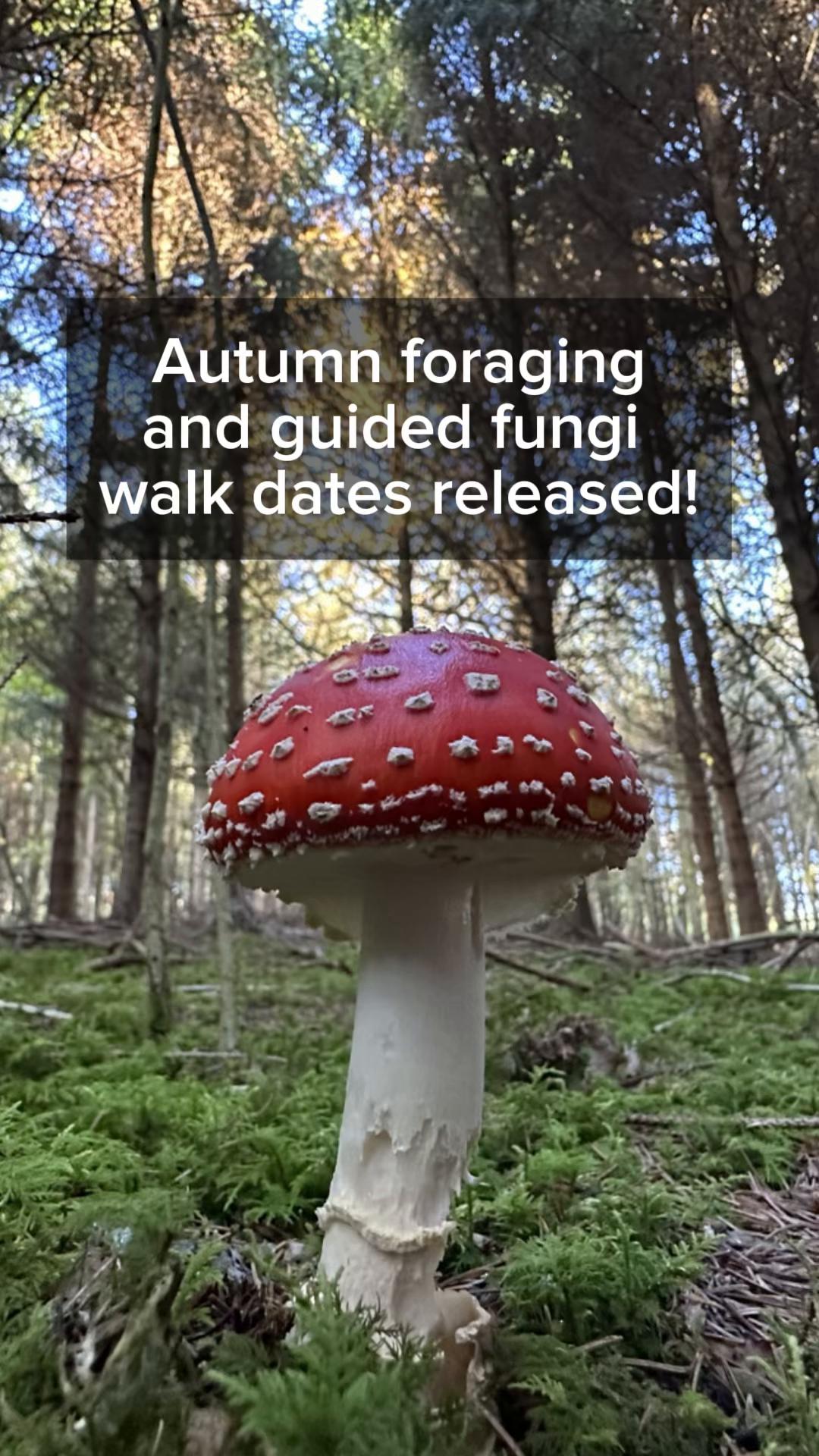 @the.foraging.course.co