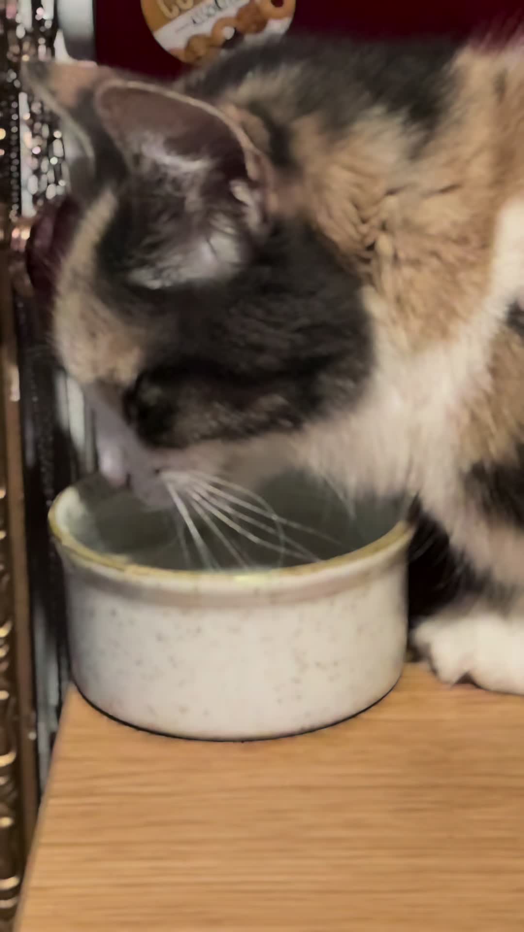 @wildkittyog
