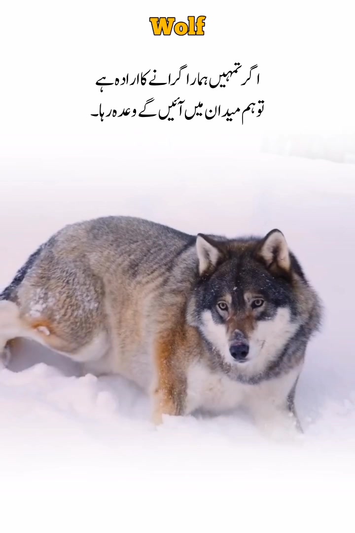 @Wolf ๐บ