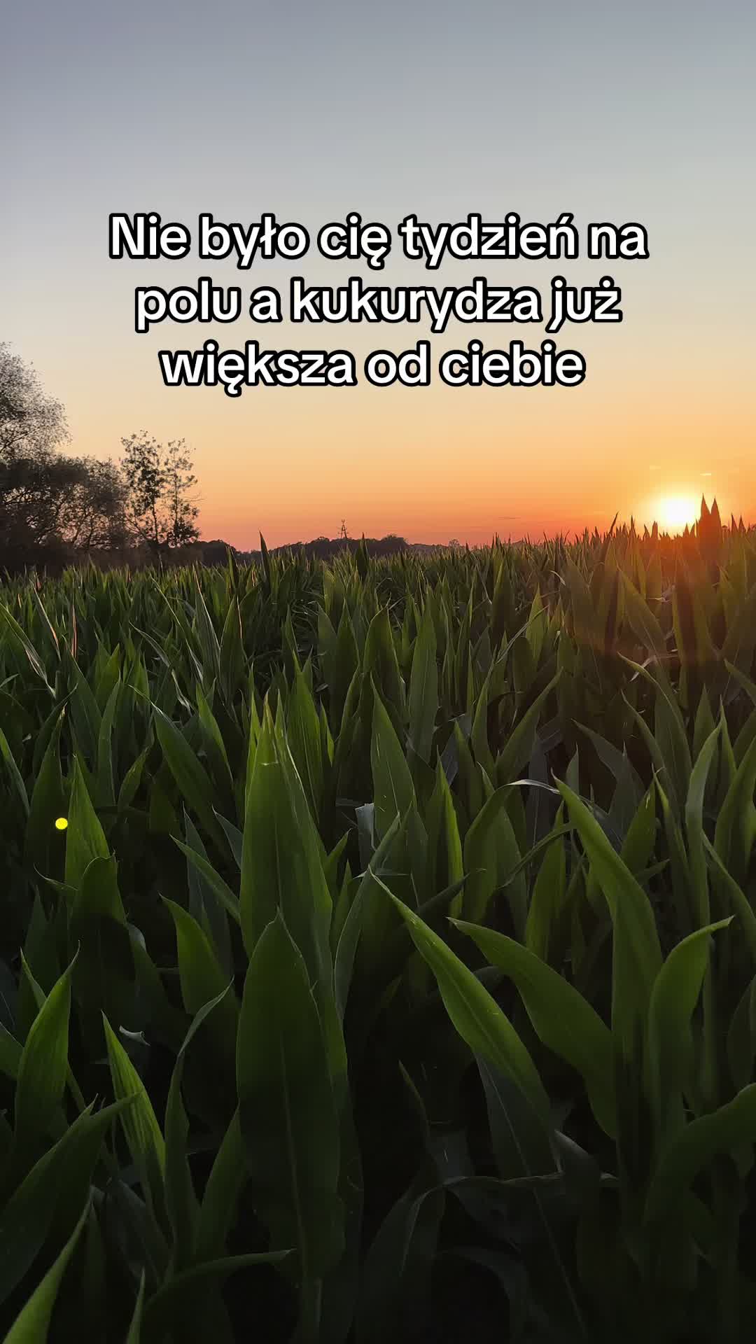 @Karol Kuczyński