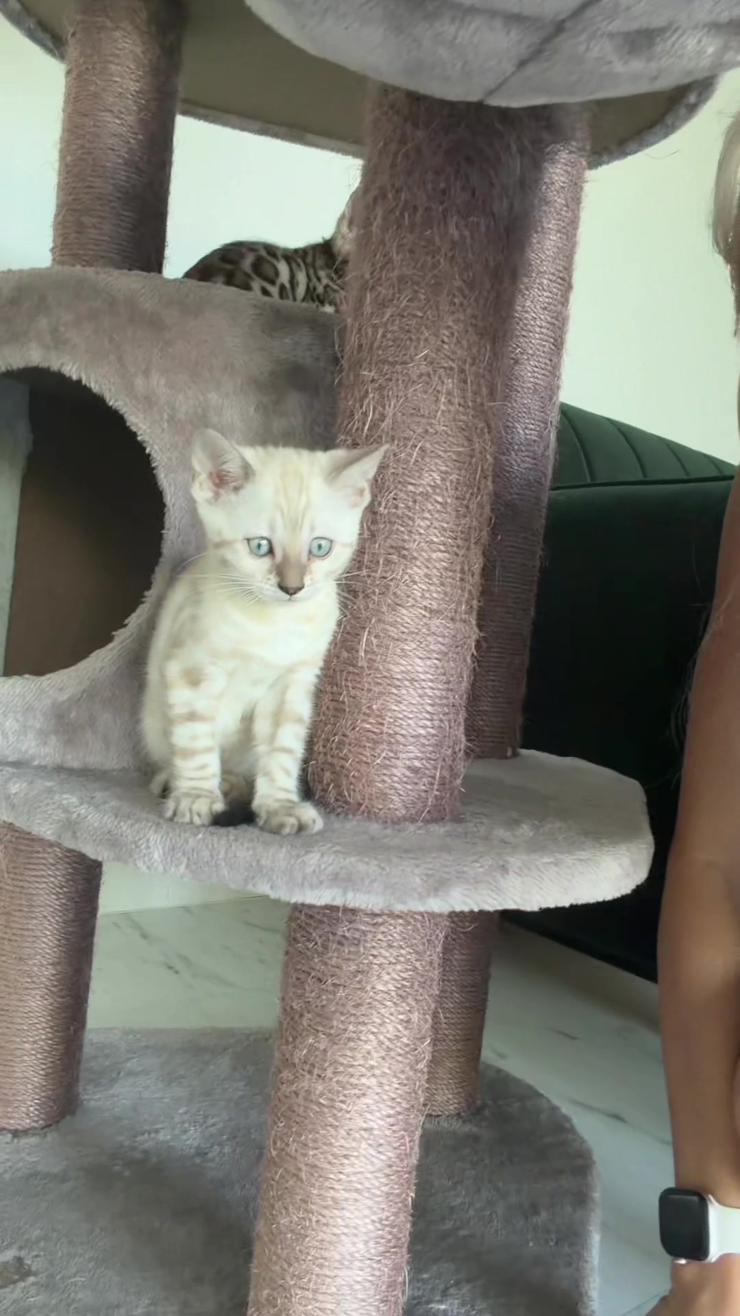 @кот бумер