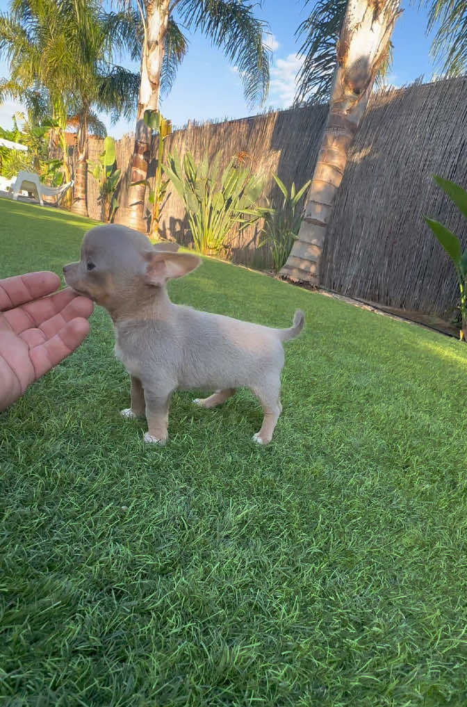 @Mascotas ,cachorritos bonitos