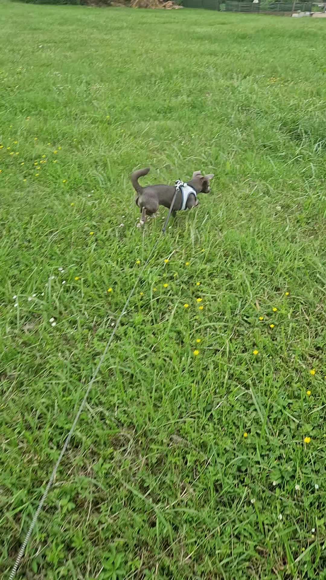 @Stéphy🐕🩷🤍🐶