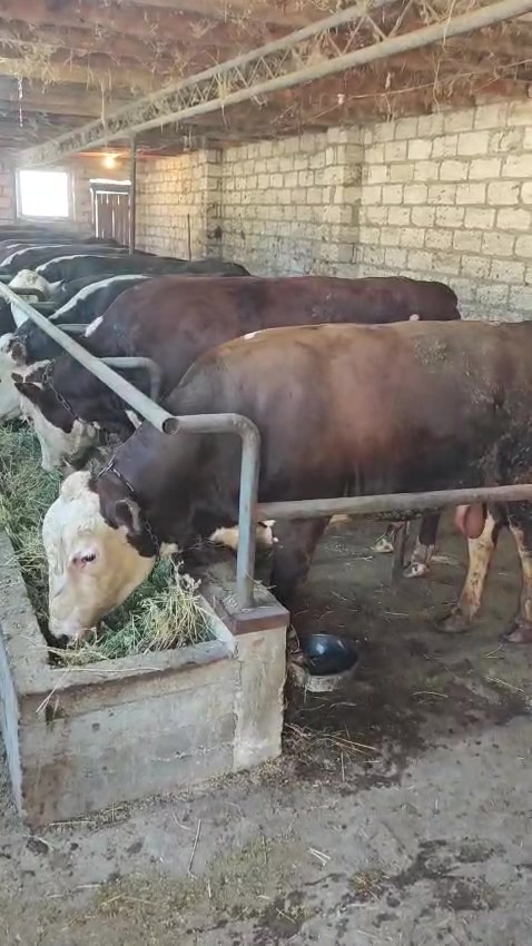 @Şah_Ət_Xa&ccedil;maz