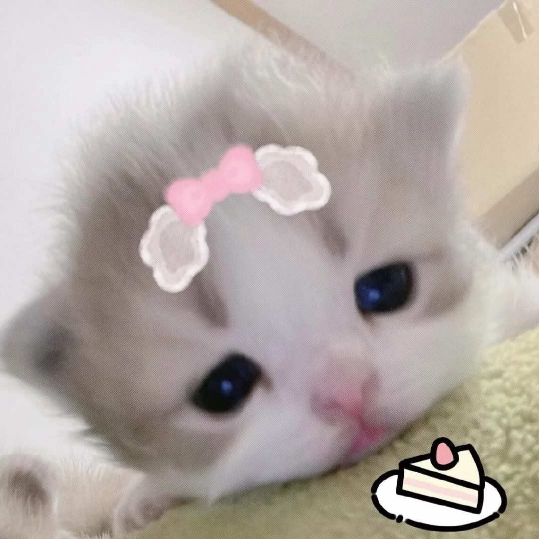 @₍^. .^₎⟆