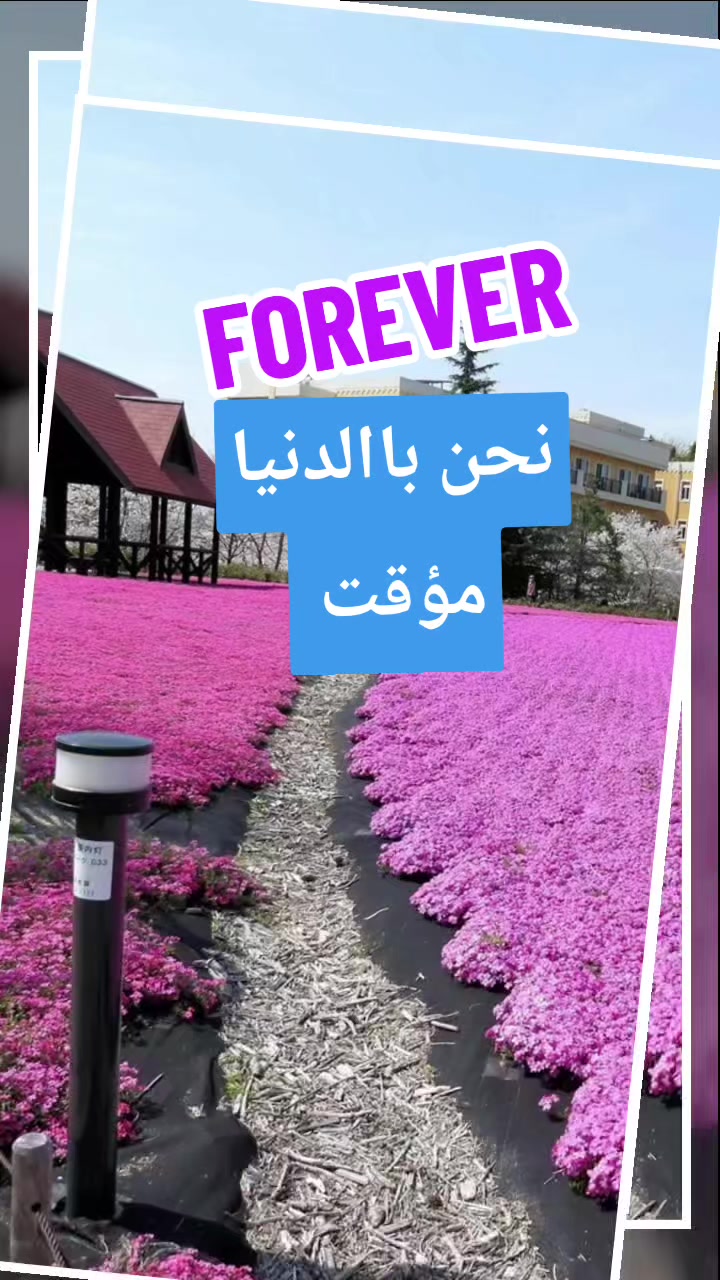 @إلي الأبد