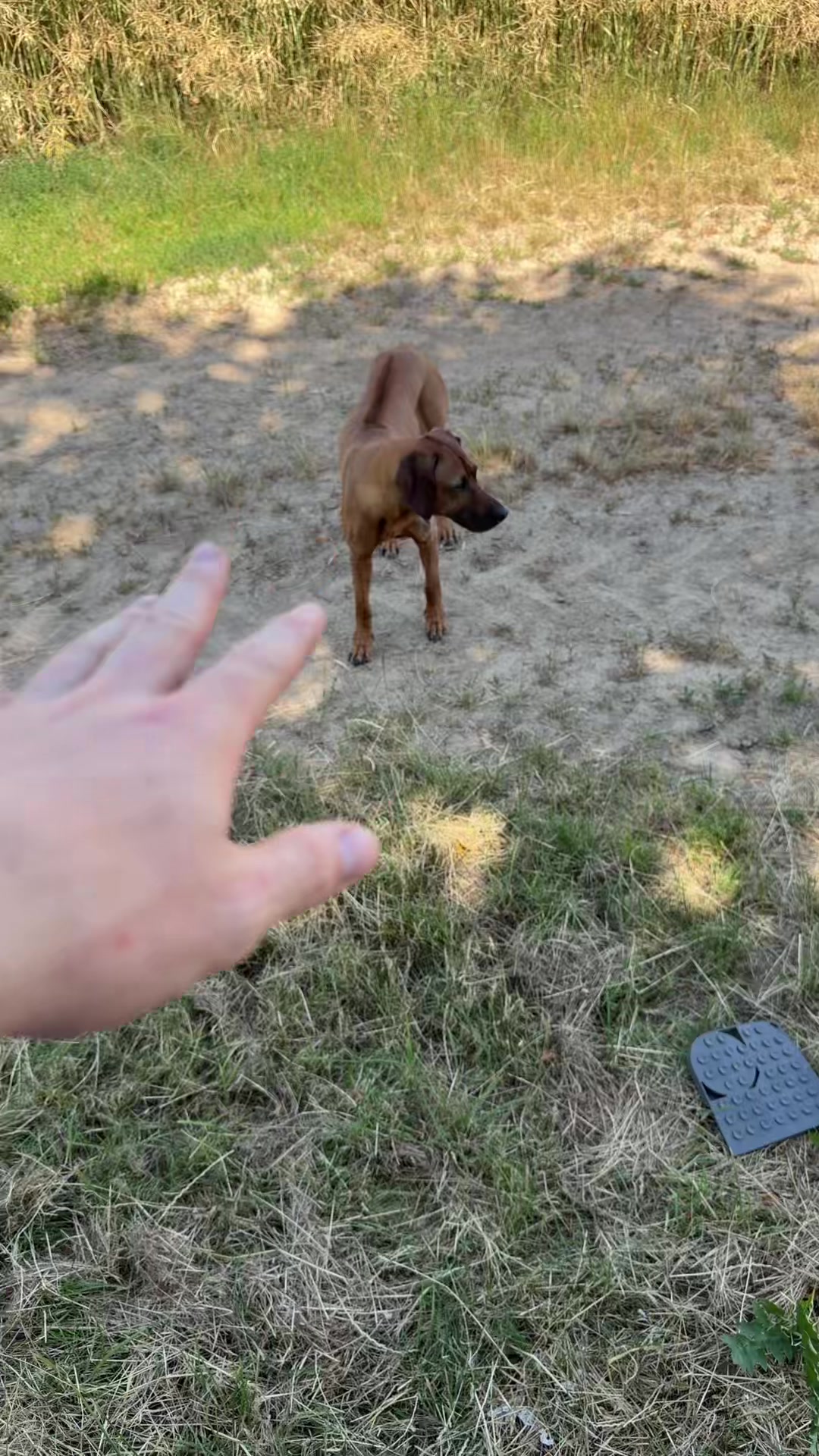 @Ridgeback Diaries