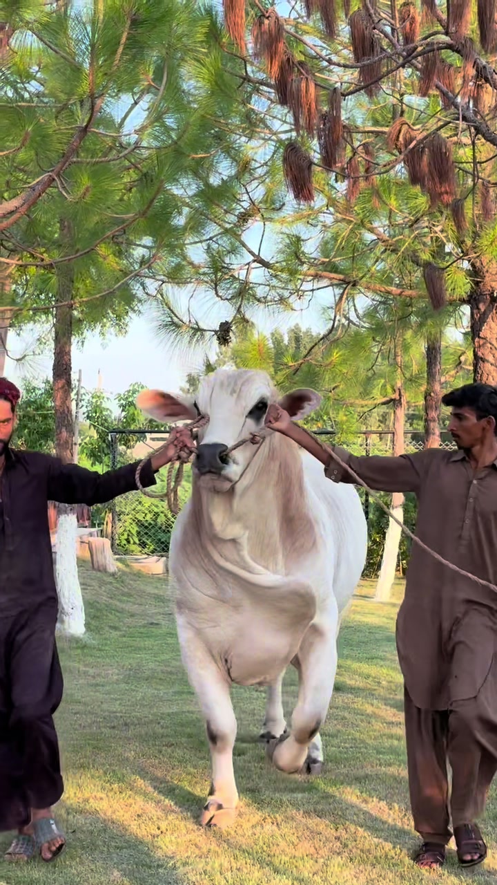@Gulf Cattle Farm Official