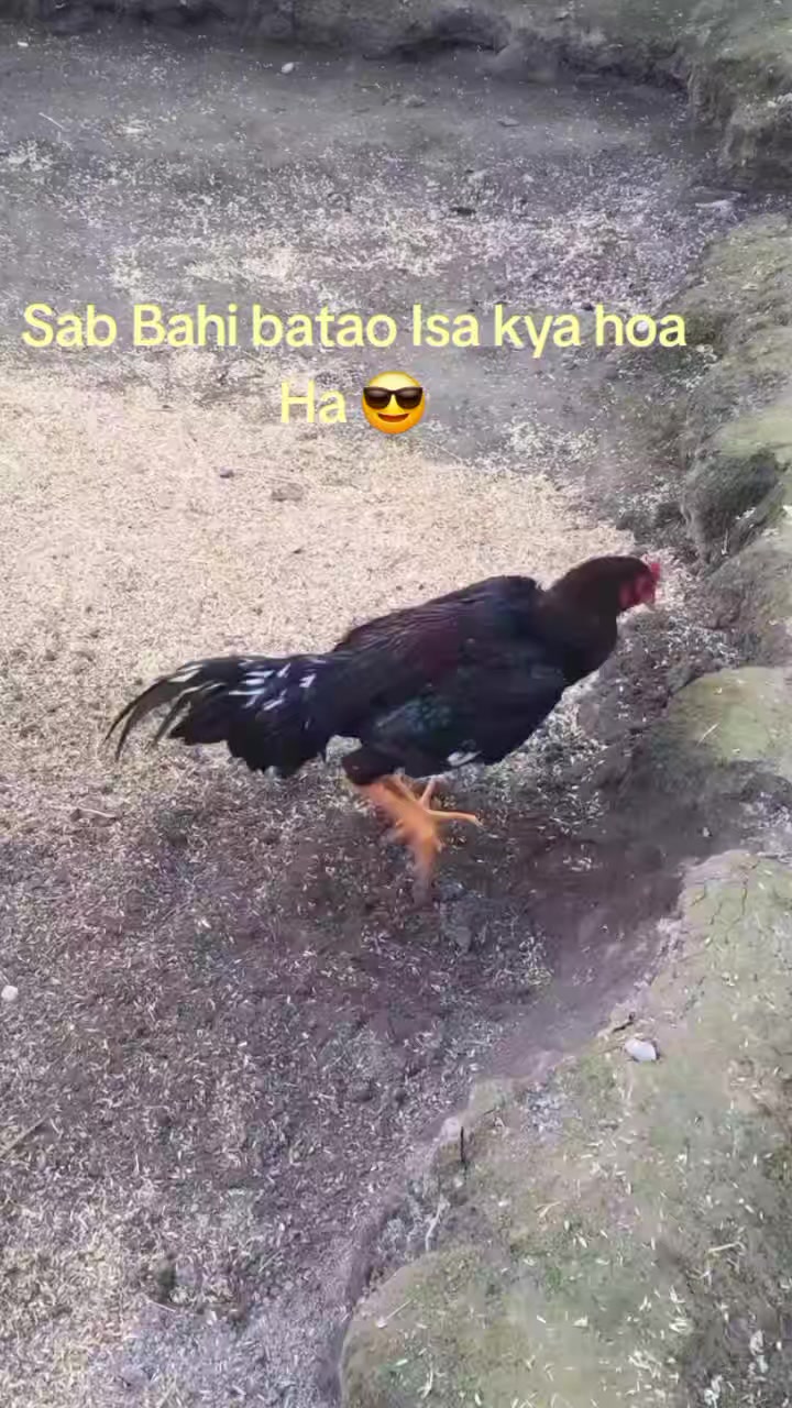 @꧁༒☬ঔৣ 𝓐𝓼𝓮𝓮𝓵ঔৣ☬༒꧂