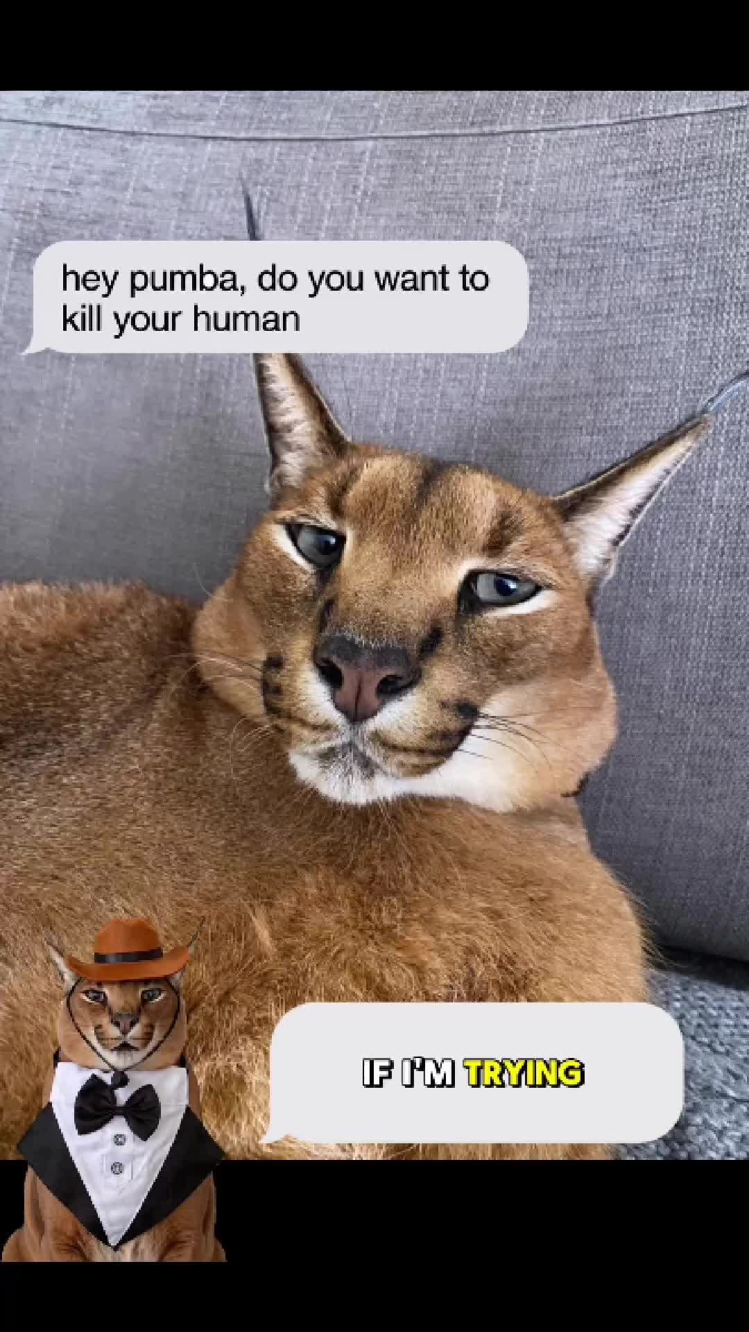 @Pumba Caracal