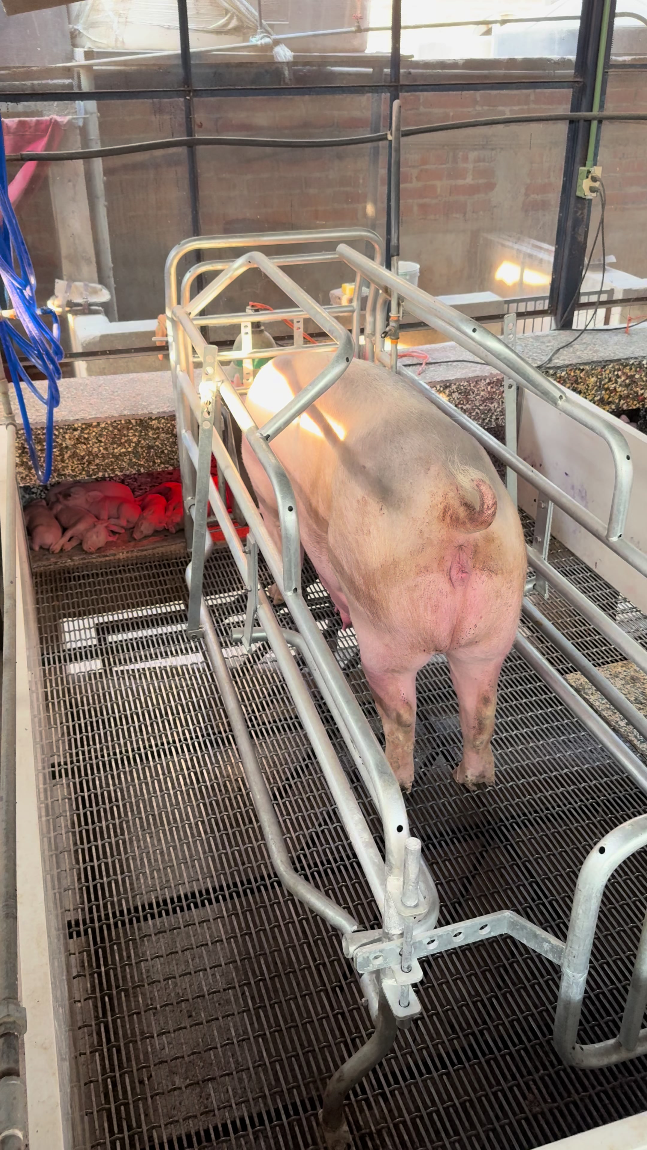 @Alan García 🇲🇽🐷🐖🐽