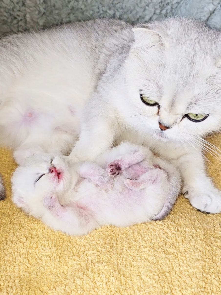 @Cat Chloe & kittens