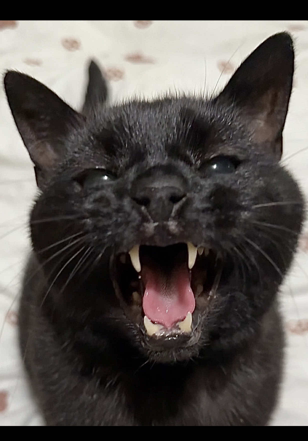 @Teefie_tribe 🐈⬛🐈⬛🐈🦷🦷