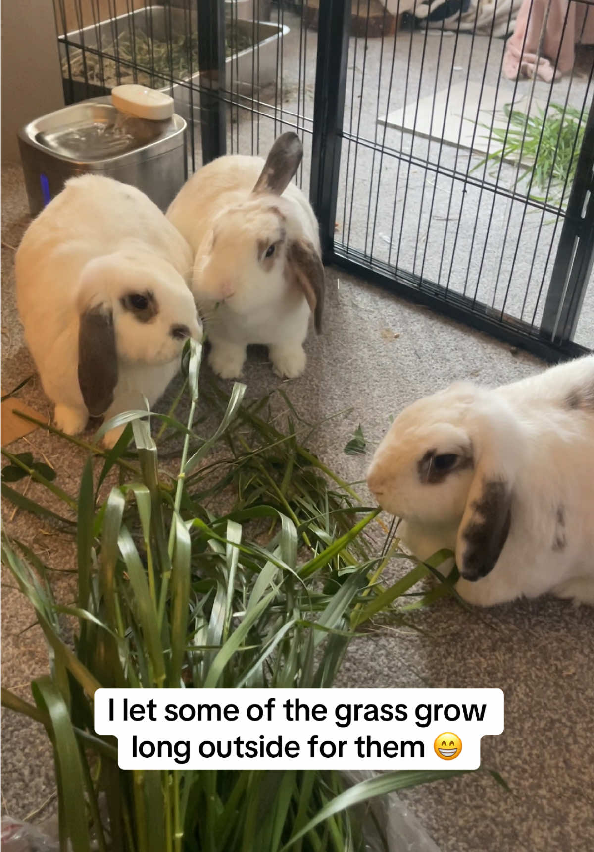 @Bun, two, three, four