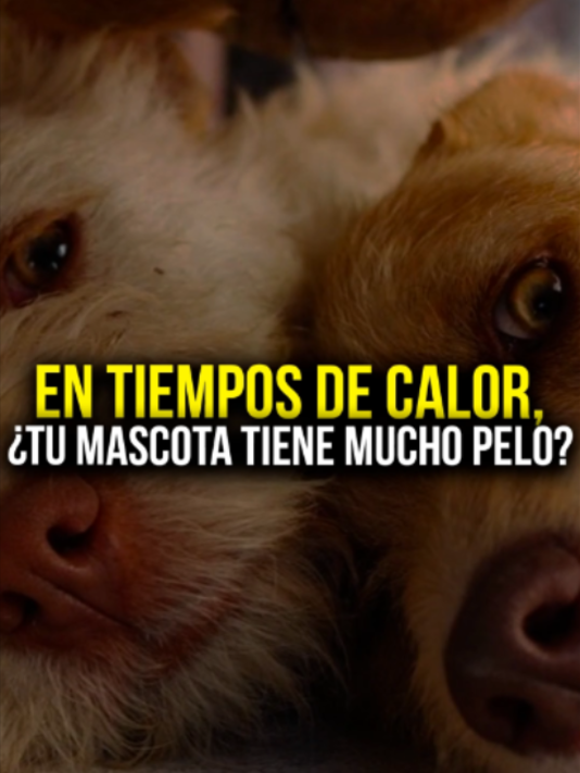 @El Sol de Puebla
