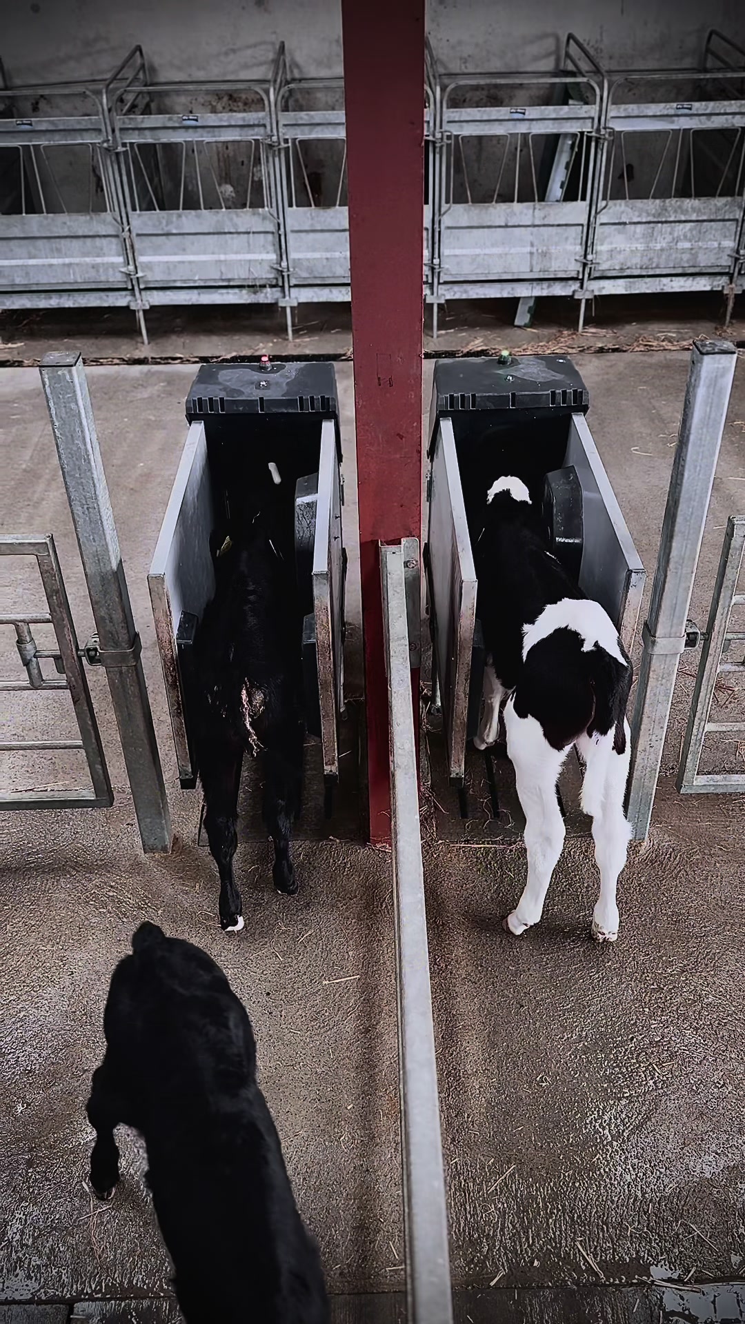 @Dairymaster