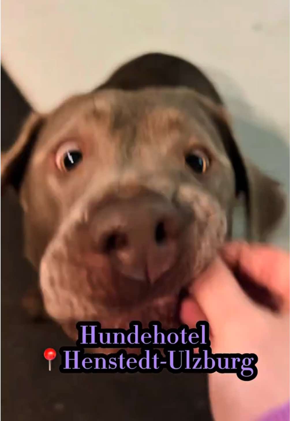 @Shyva Hundezentrum