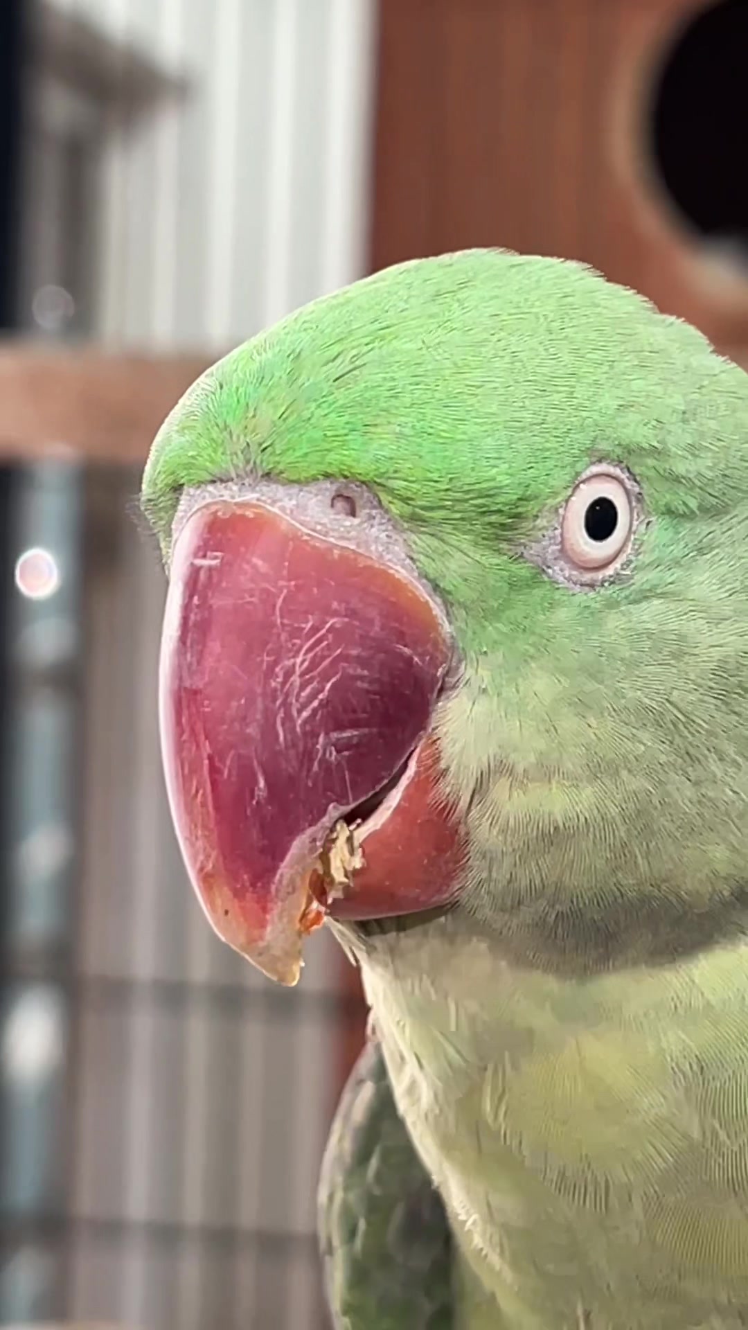 @Zozi Aviary