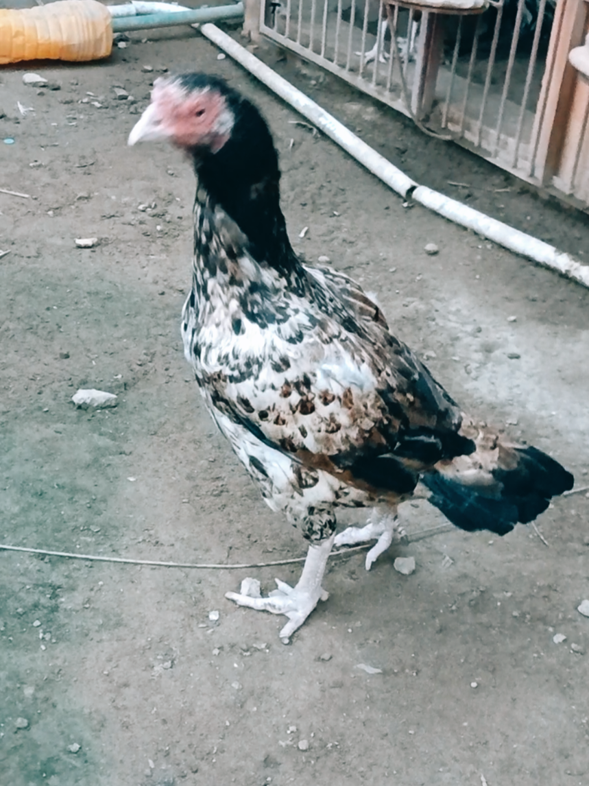 @Sajjad Aseel Farm
