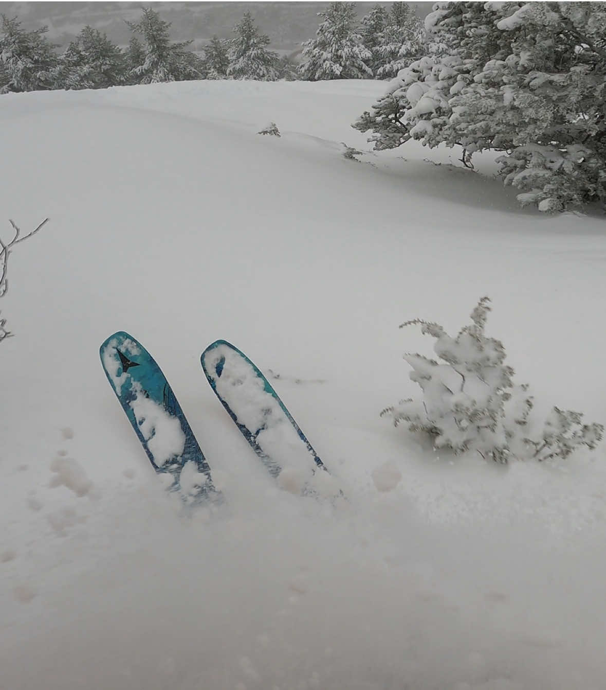 @A R N A U