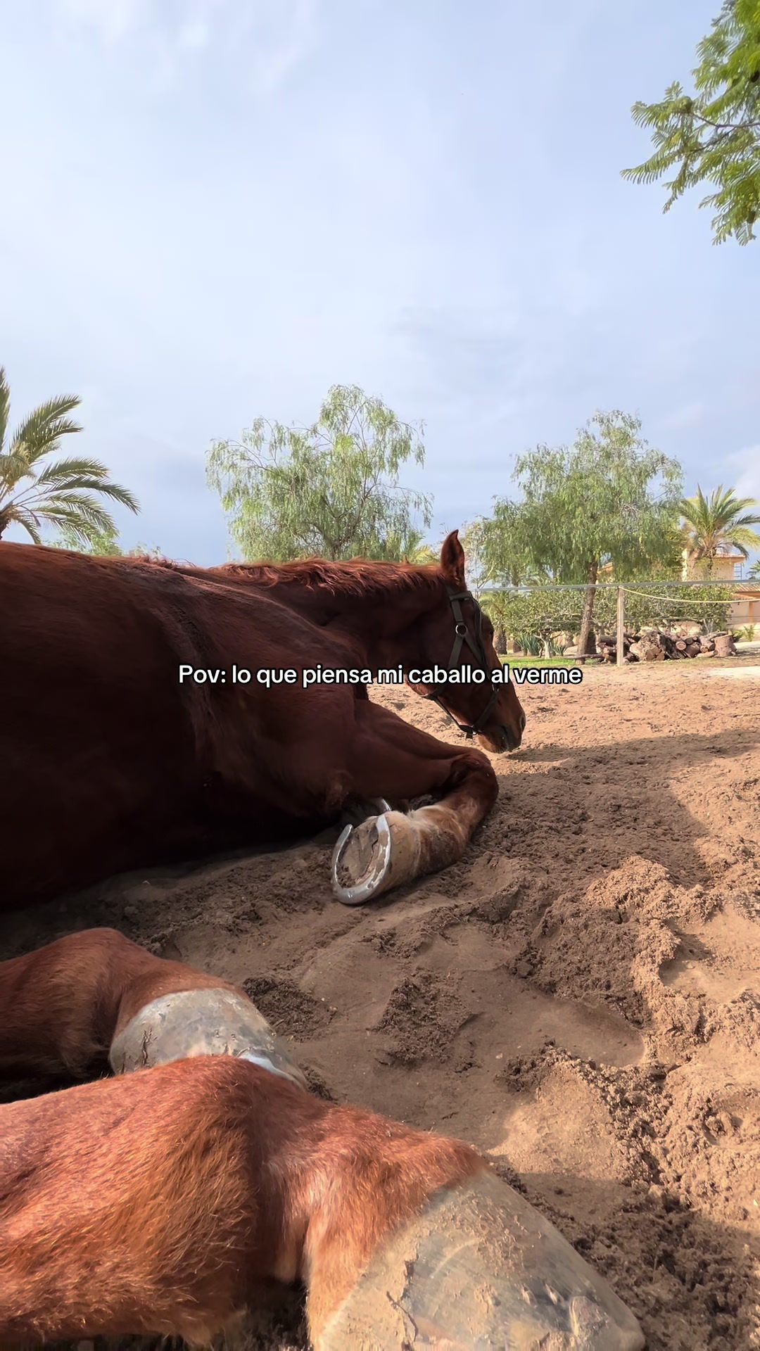@MyHorse