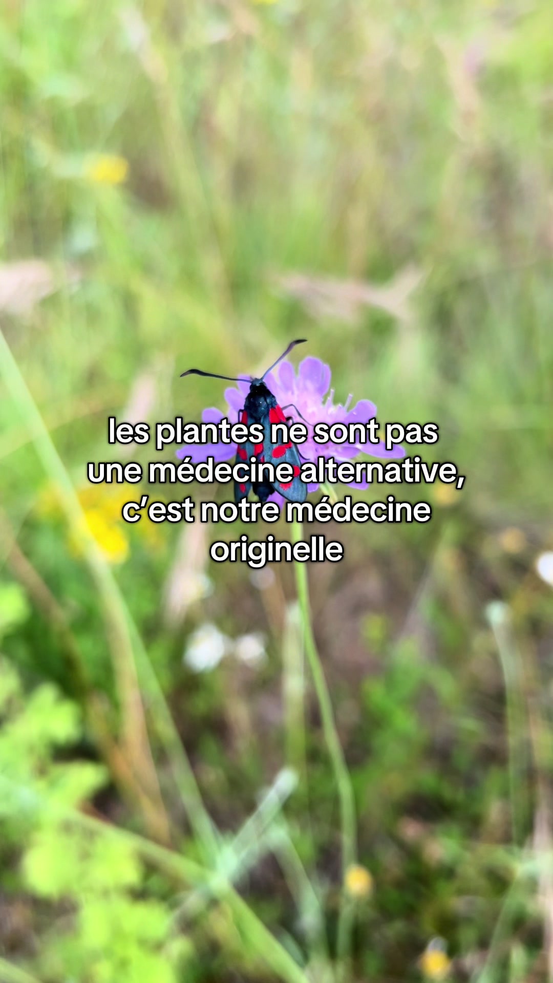 @animabotanica