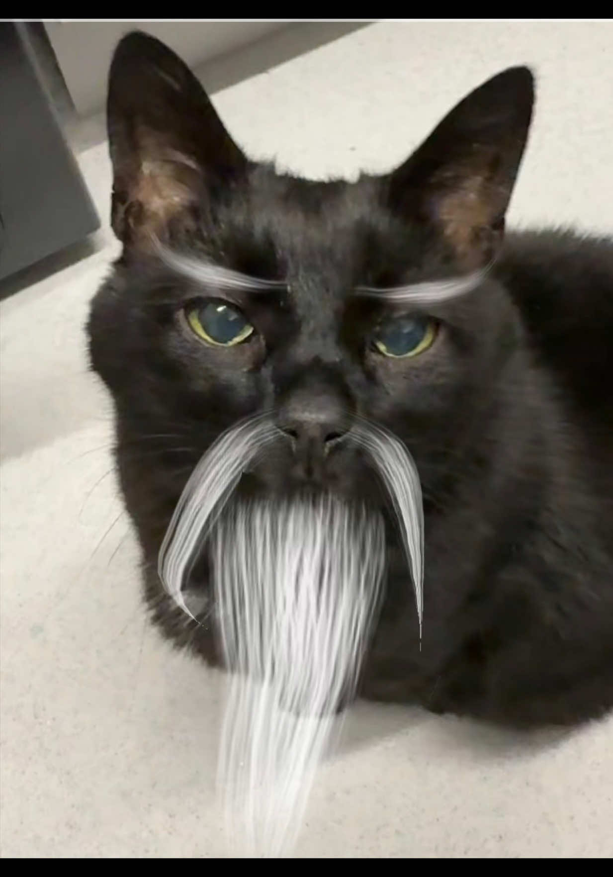 @Teefie_tribe 🐈&zwj;⬛🐈&zwj;⬛🐈🦷🦷