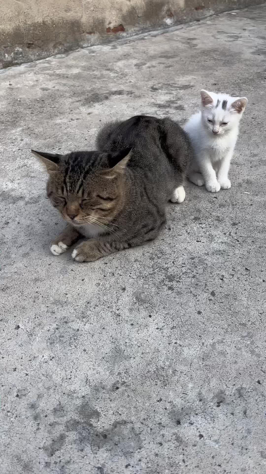 @animal family 0302