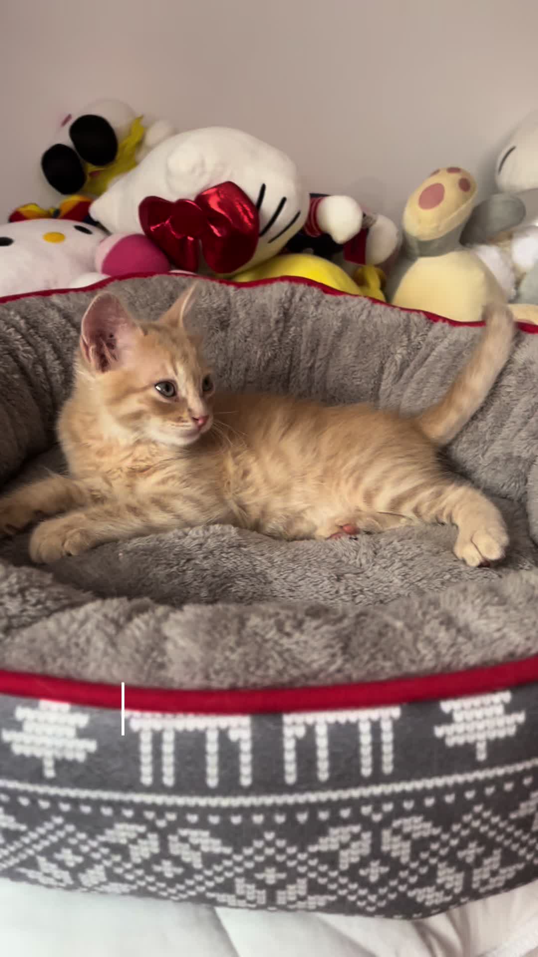 @- Alejandra 🐱💕