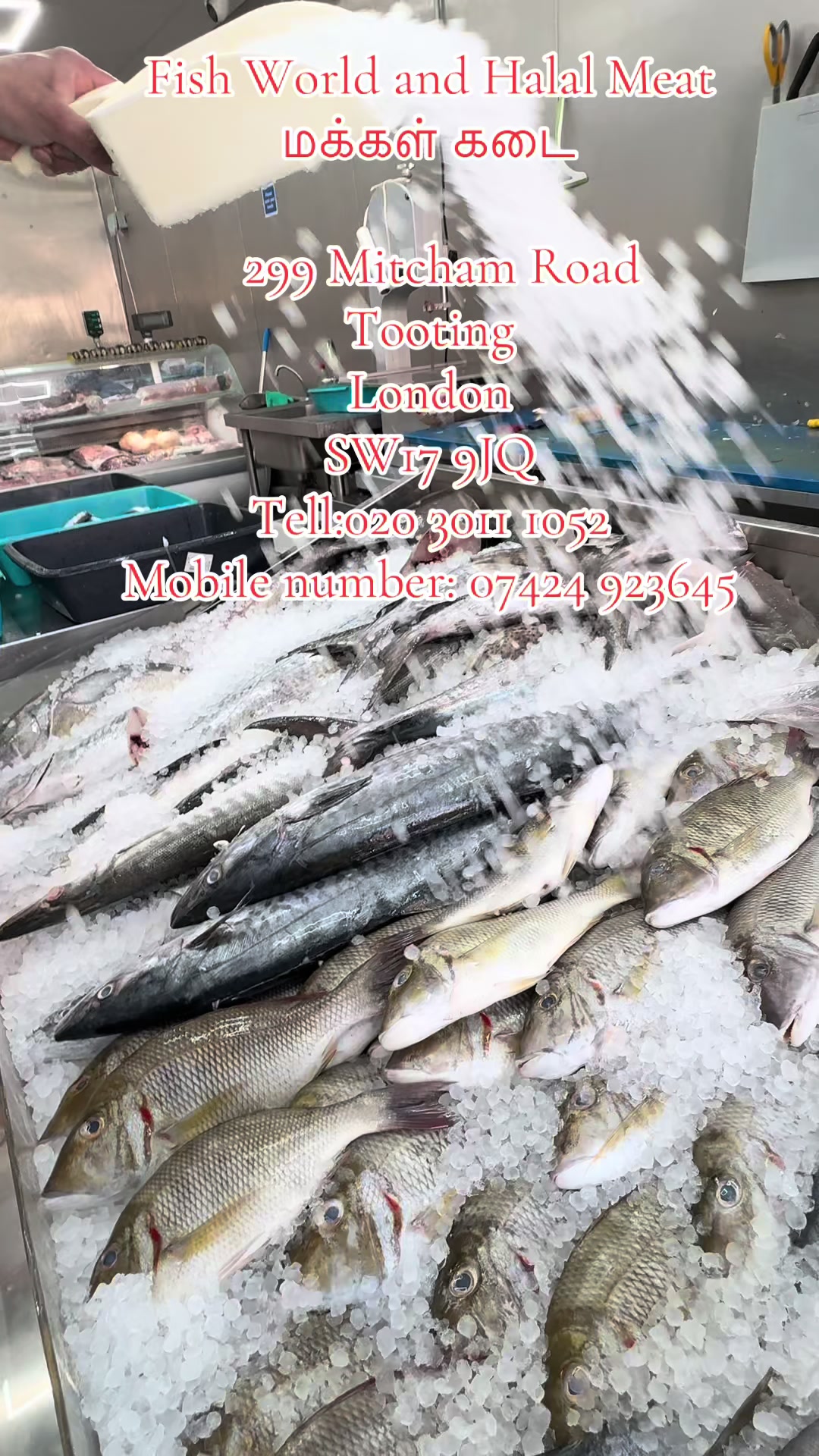 @Fishworld and Halal Meat