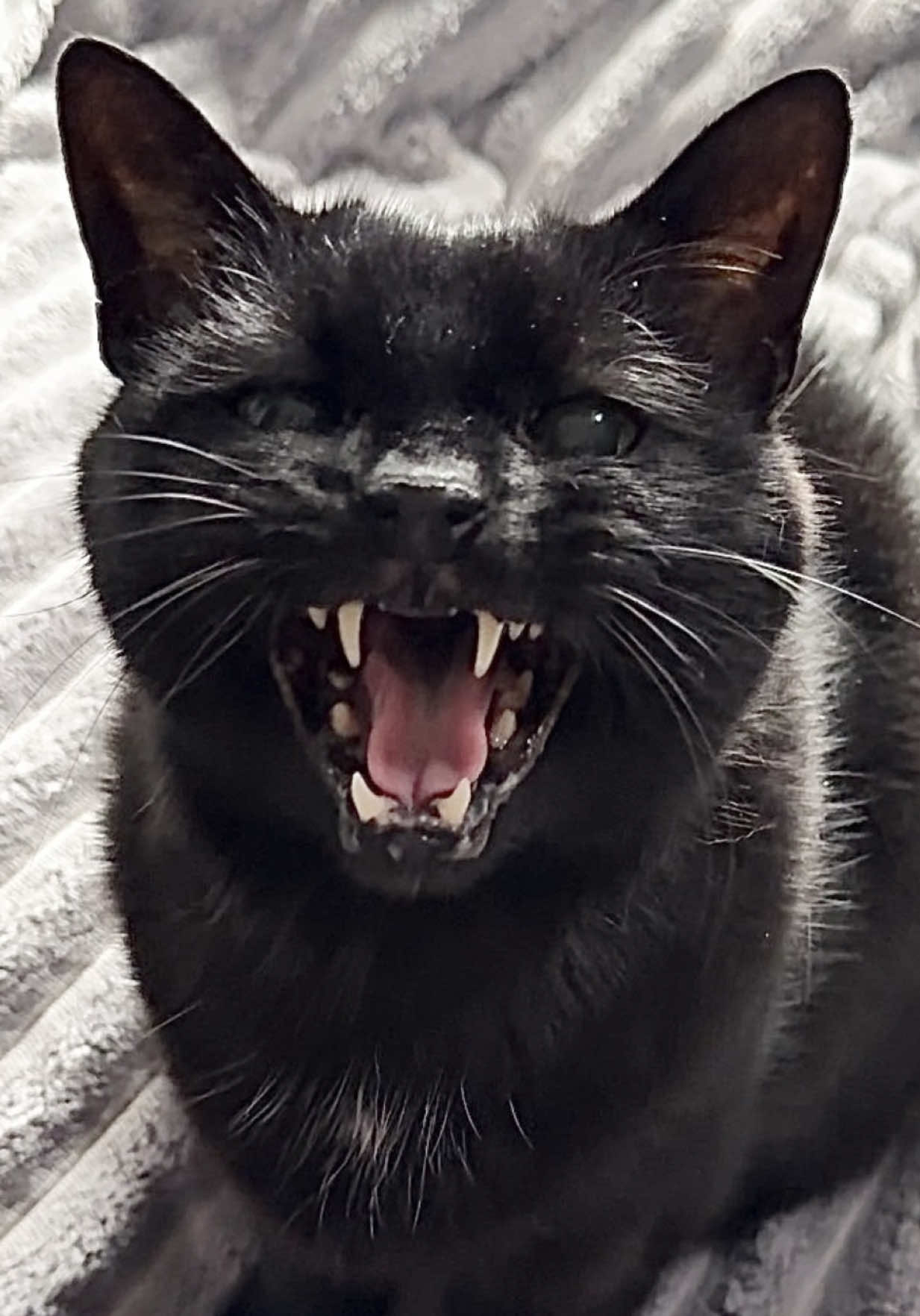 @Teefie_tribe 🐈⬛🐈⬛🐈🦷🦷