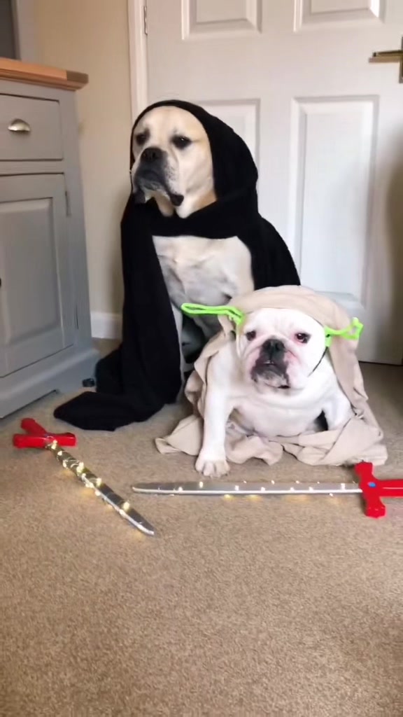 @diaryofalabradoodle
