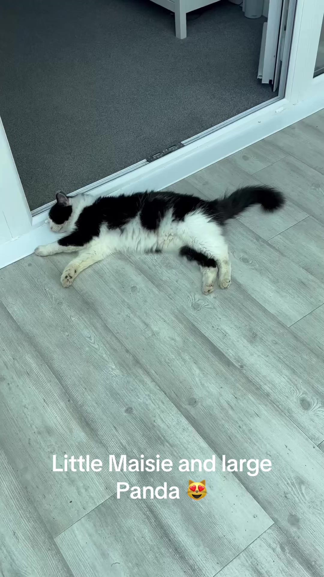 @catlady19570