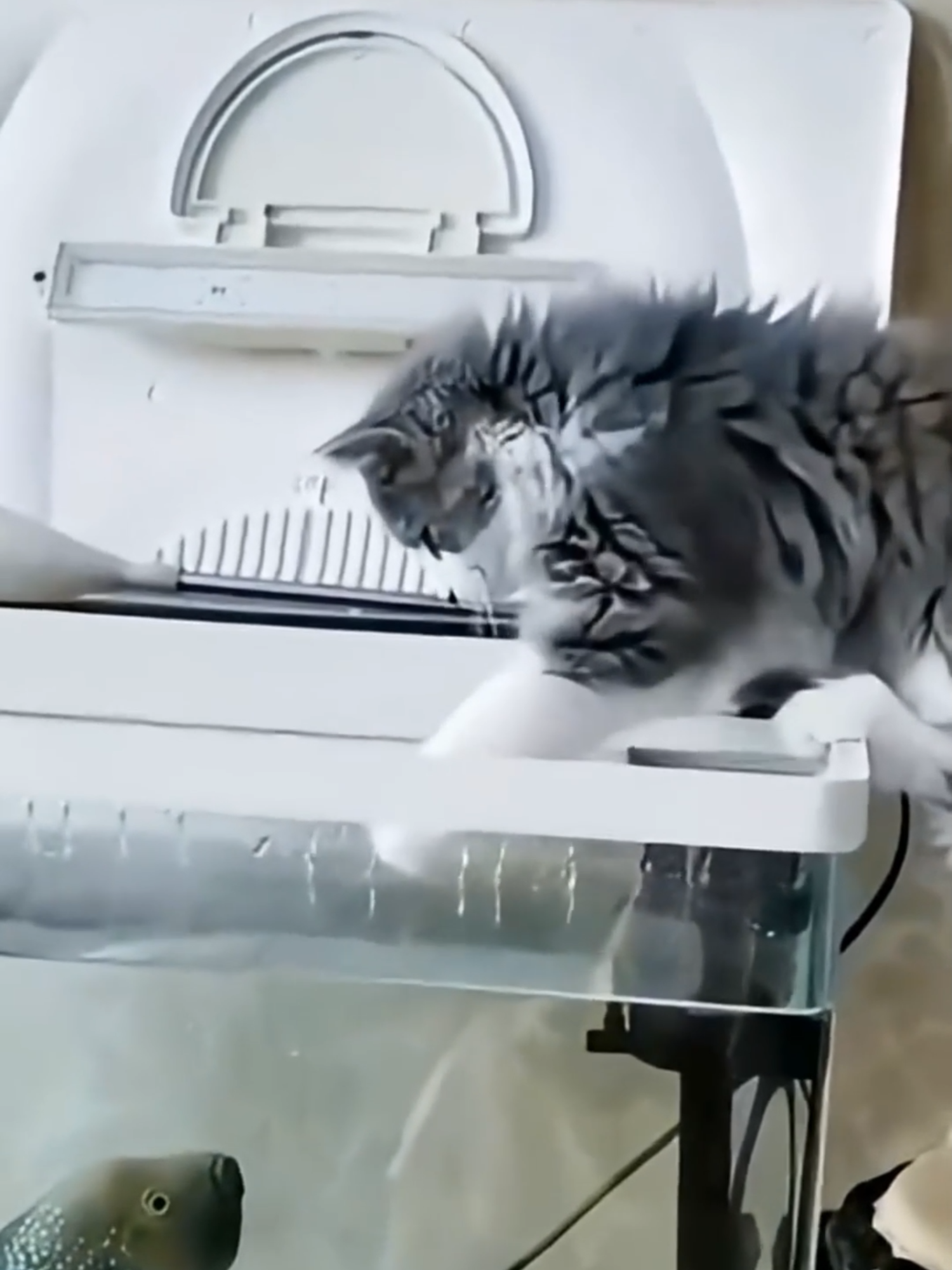 @Funny Cats 🐈