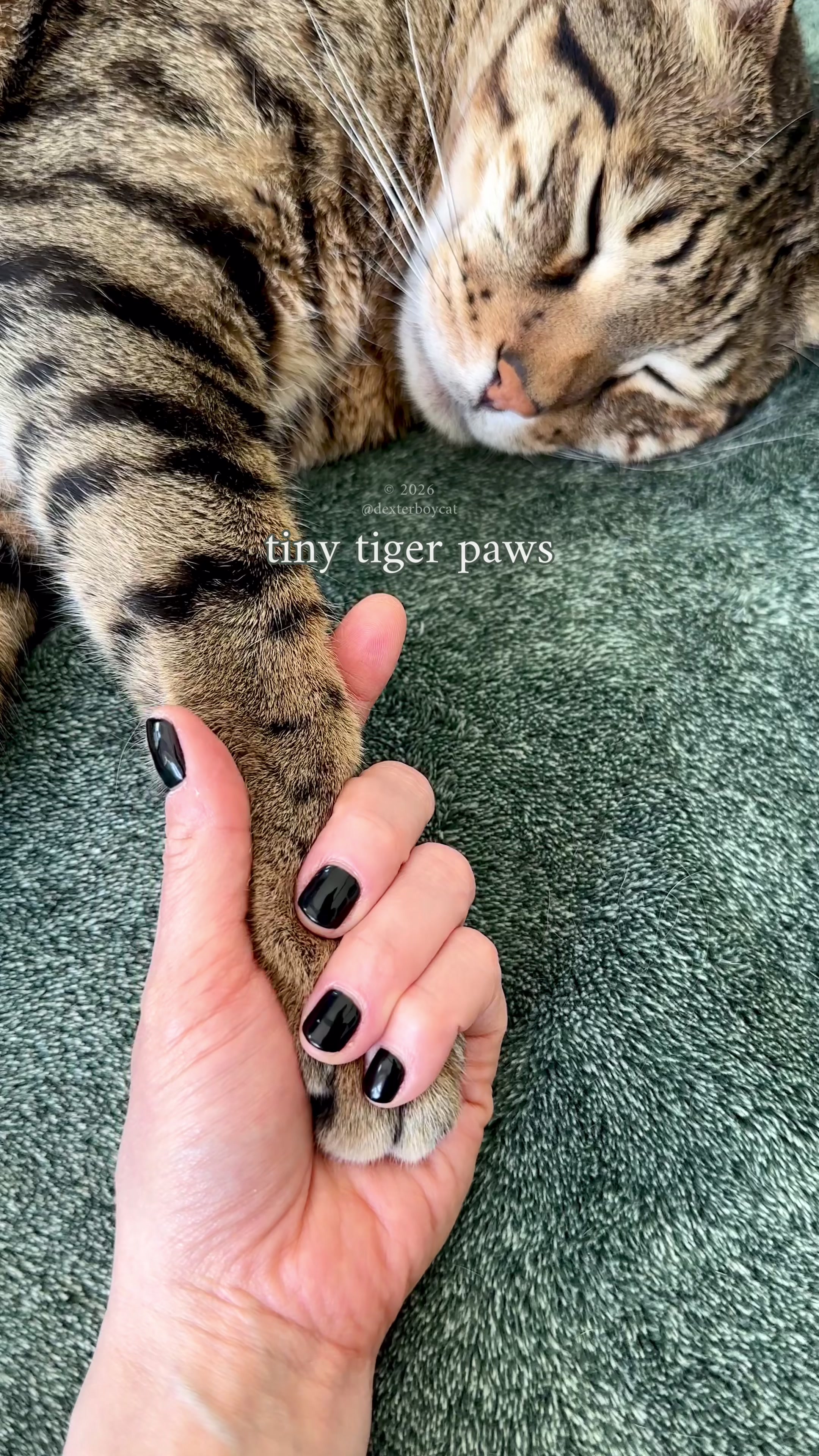 @dexterboycat 🐆♥️