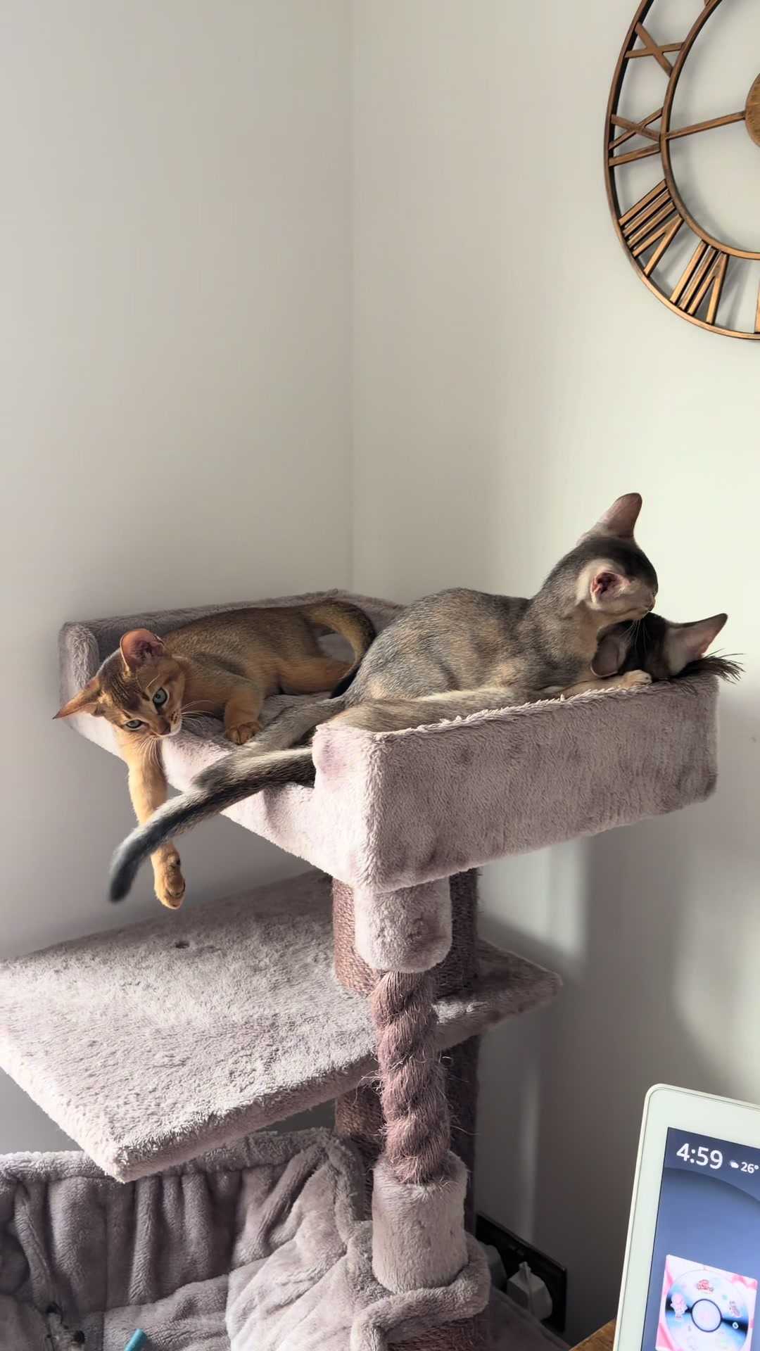 @Abyssinian cat UK