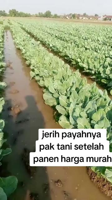 @babah zikri