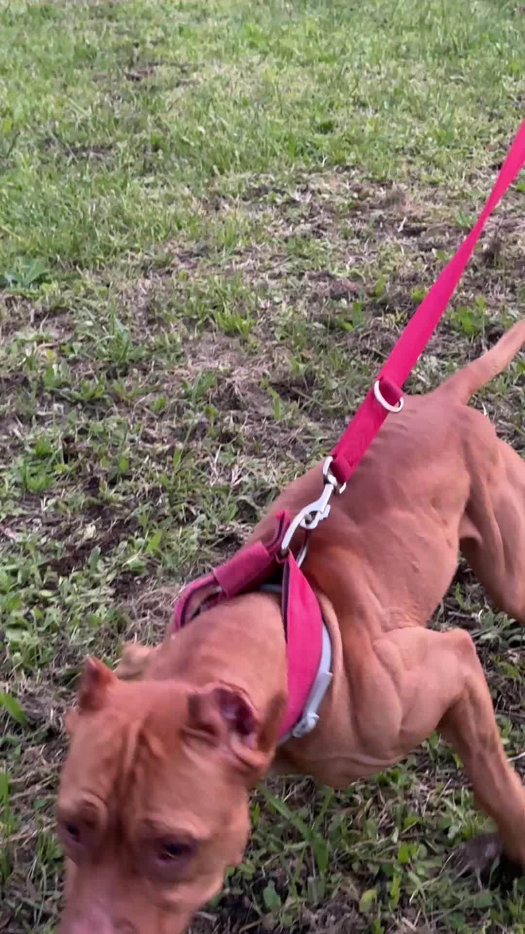 @Raoul's apbt