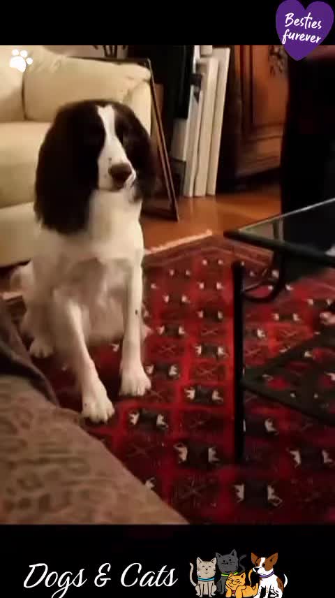 @Gulp 🇦🇹Team Chihuahua ❤