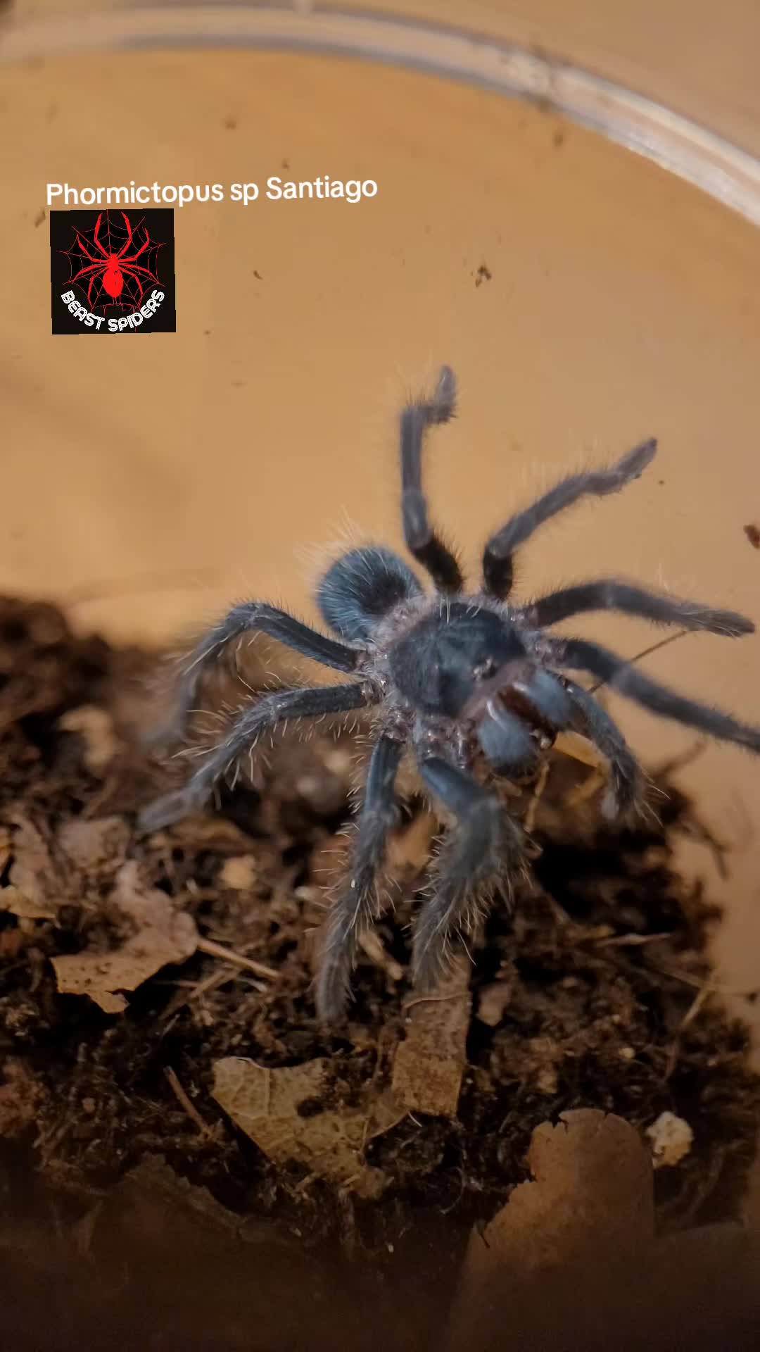@Beast.spiders