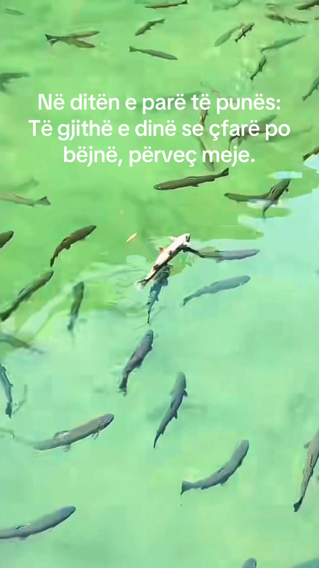 @🦋✨🇦🇱🇽🇰🇬🇧✨🦋